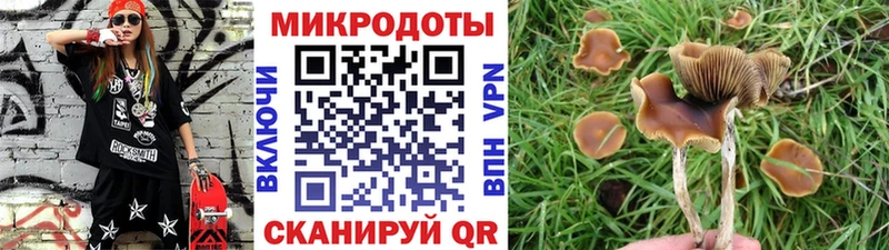 Купить  Звенигород  Галлюциногенные грибы Psilocybine cubensis 